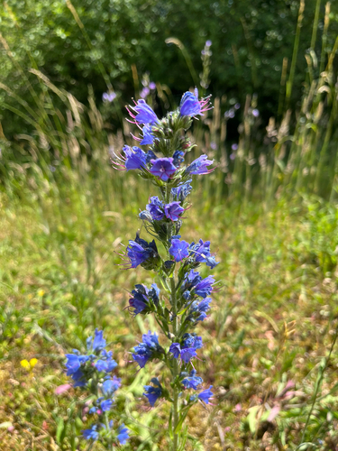 viper's-bugloss