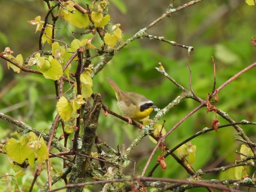 Common Yellowthroat