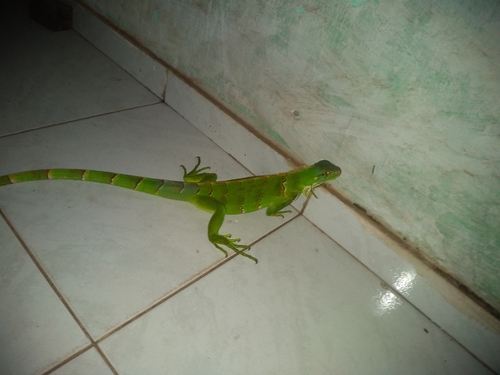 Green Iguana