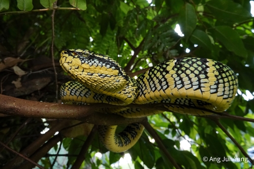 Wagler's Pit Viper