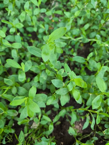 Prostrate Knotweed