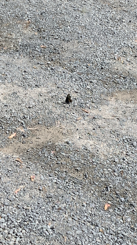 Eastern Black Swallowtail