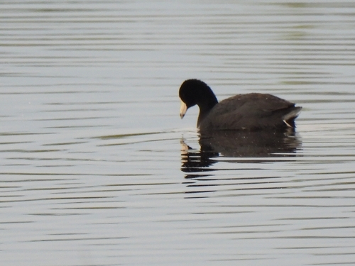 American Coot