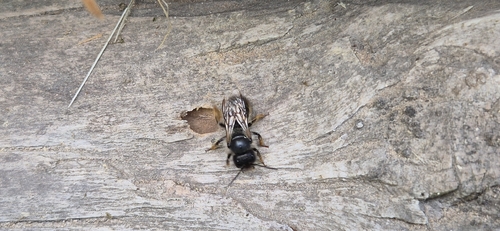 Mason Bees