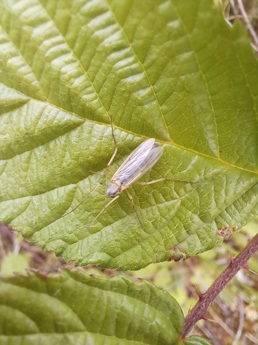 Chironomus