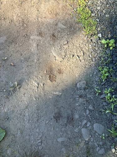 Common Raccoon