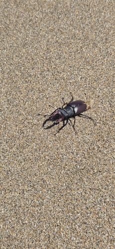 European Stag Beetle