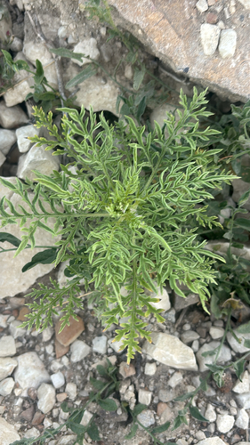 slimleaf bursage