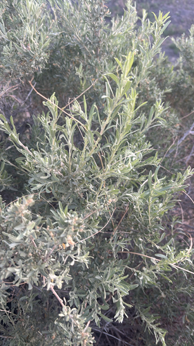 Fourwing Saltbush