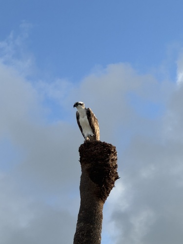 Osprey