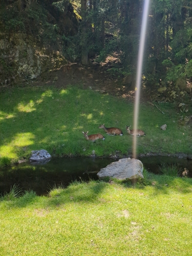Red Deer