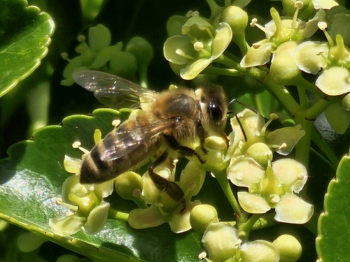 Western Honey Bee