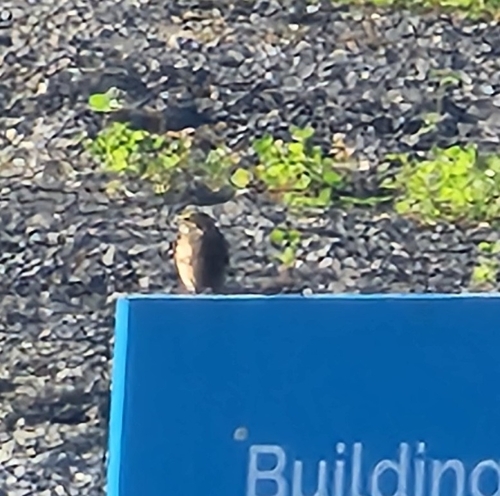 American Pipit