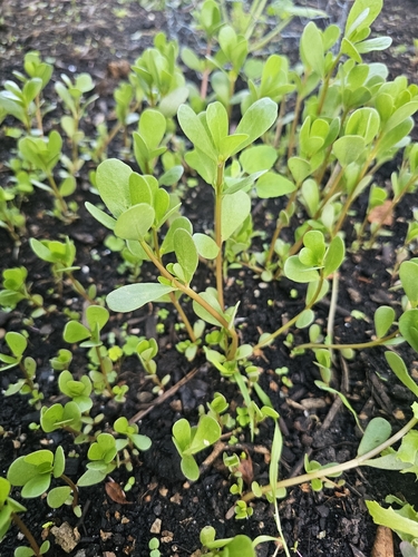 Common Purslane