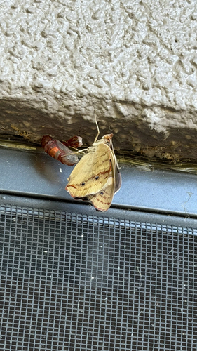 Common Buckeye