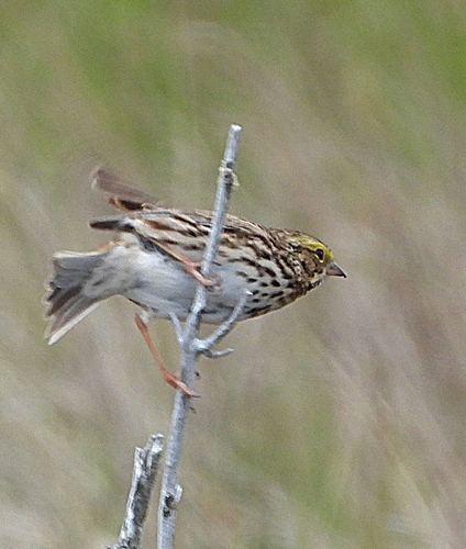 Savannah Sparrow