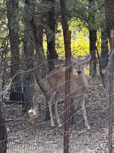 White-tailed Deer