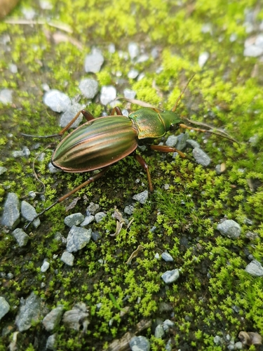 Golden Ground Beetle