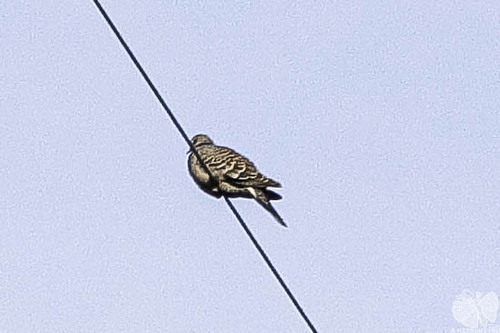 Oriental Turtle-Dove · 멧비둘기