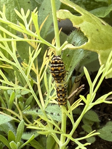 Black Swallowtail