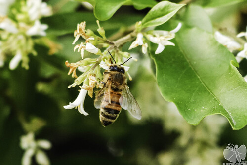 Western Honey Bee · 양봉꿀벌