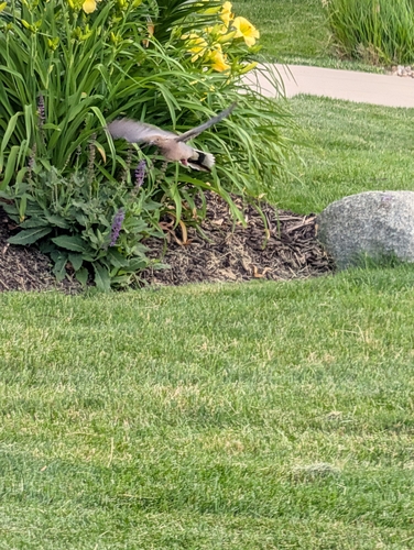 Mourning Dove