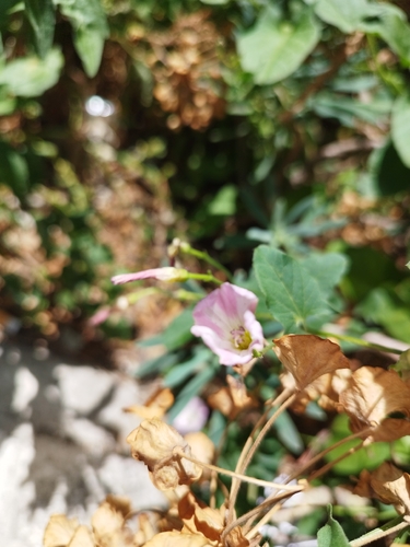 field bindweed