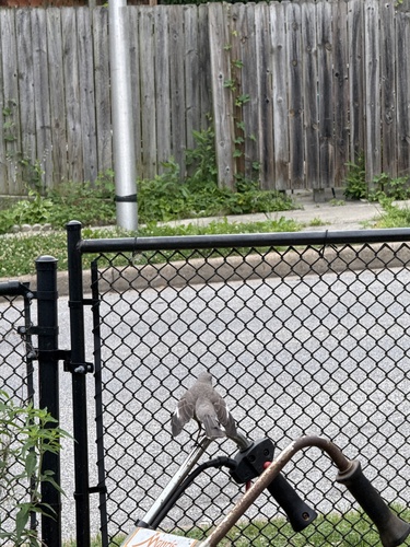Northern Mockingbird