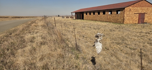 Western Barn Owl