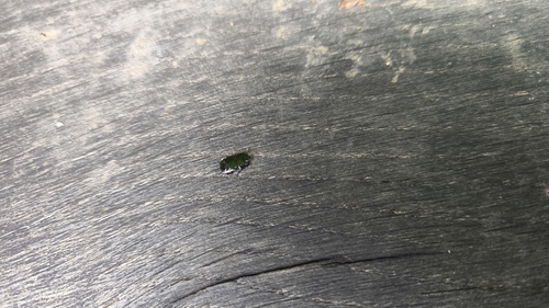 Flat Clown Beetle