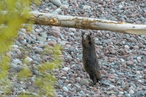 American Beaver