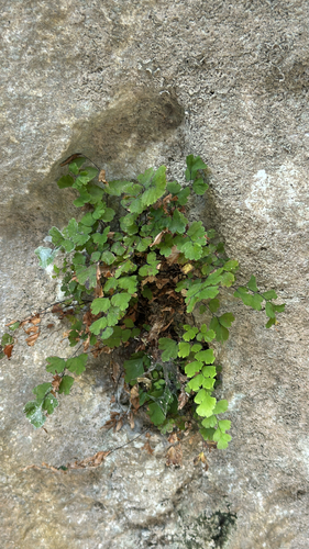 black maidenhair fern
