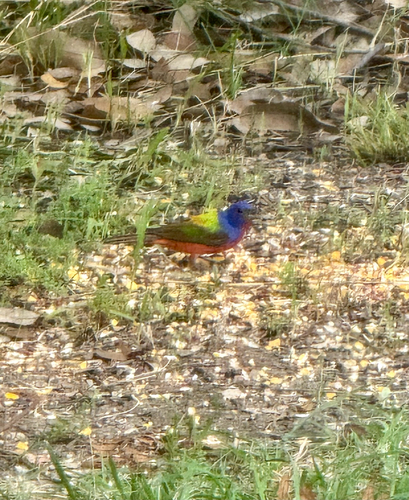 Painted Bunting