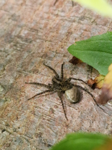 Thin-legged Wolf Spiders