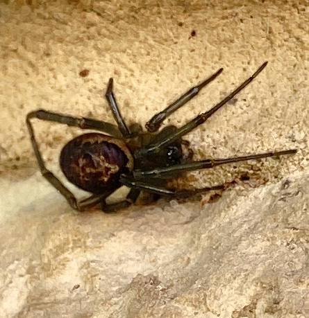 Noble False Widow