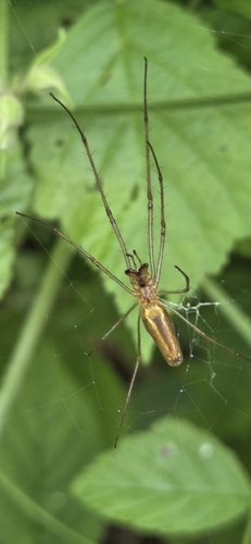 Stretch Spiders