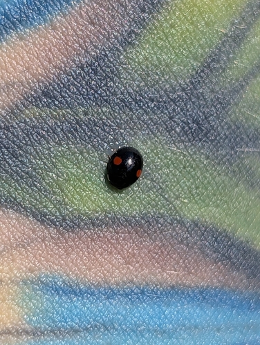 Red-spotted Sigil complex