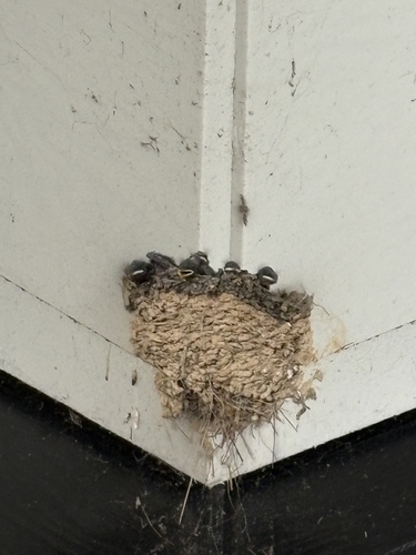 Barn Swallow