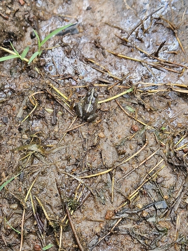 Jerdon's Bullfrog
