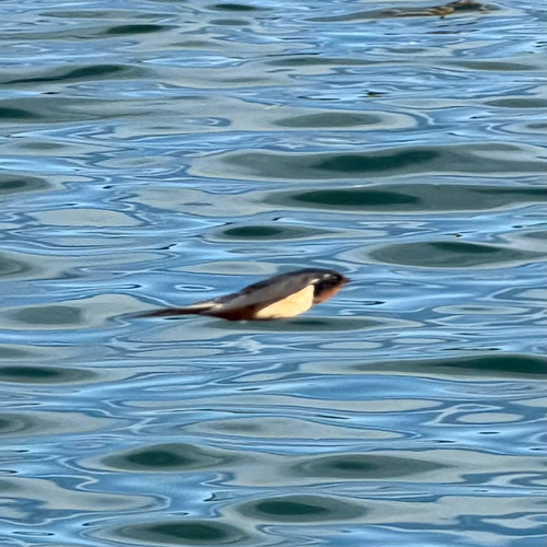 Barn Swallow