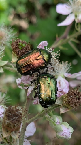 European Rose Chafer
