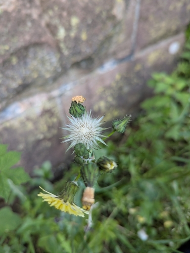 prickly sowthistle