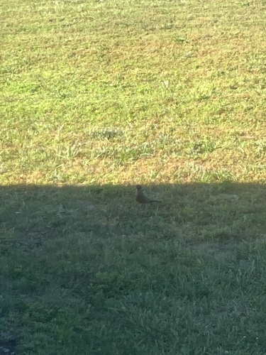 American Robin