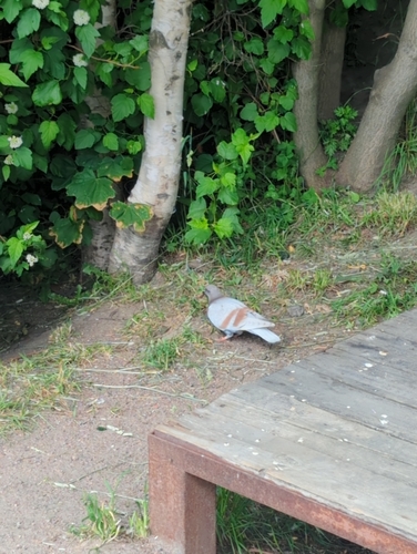 Rock Pigeon