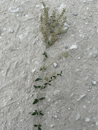 Whitebrush