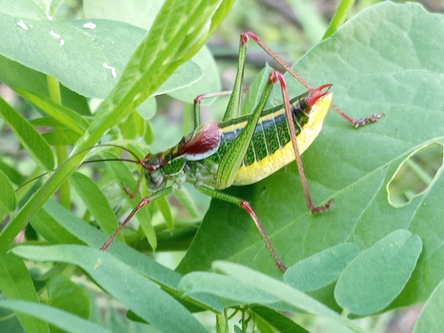 Showy Plump Bush-cricket