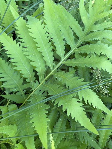 sensitive fern