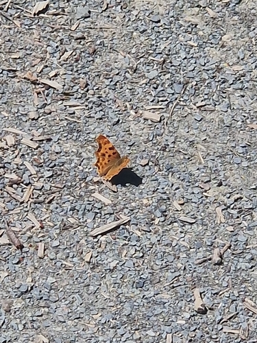 European Comma