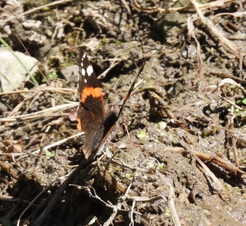 Vanessa atalanta