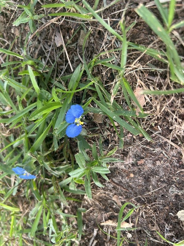 whitemouth dayflower